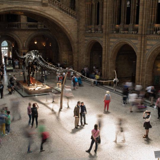 dinosaur's picture, visit in National History Museum
