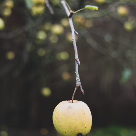 apple, blurry images, garden tree