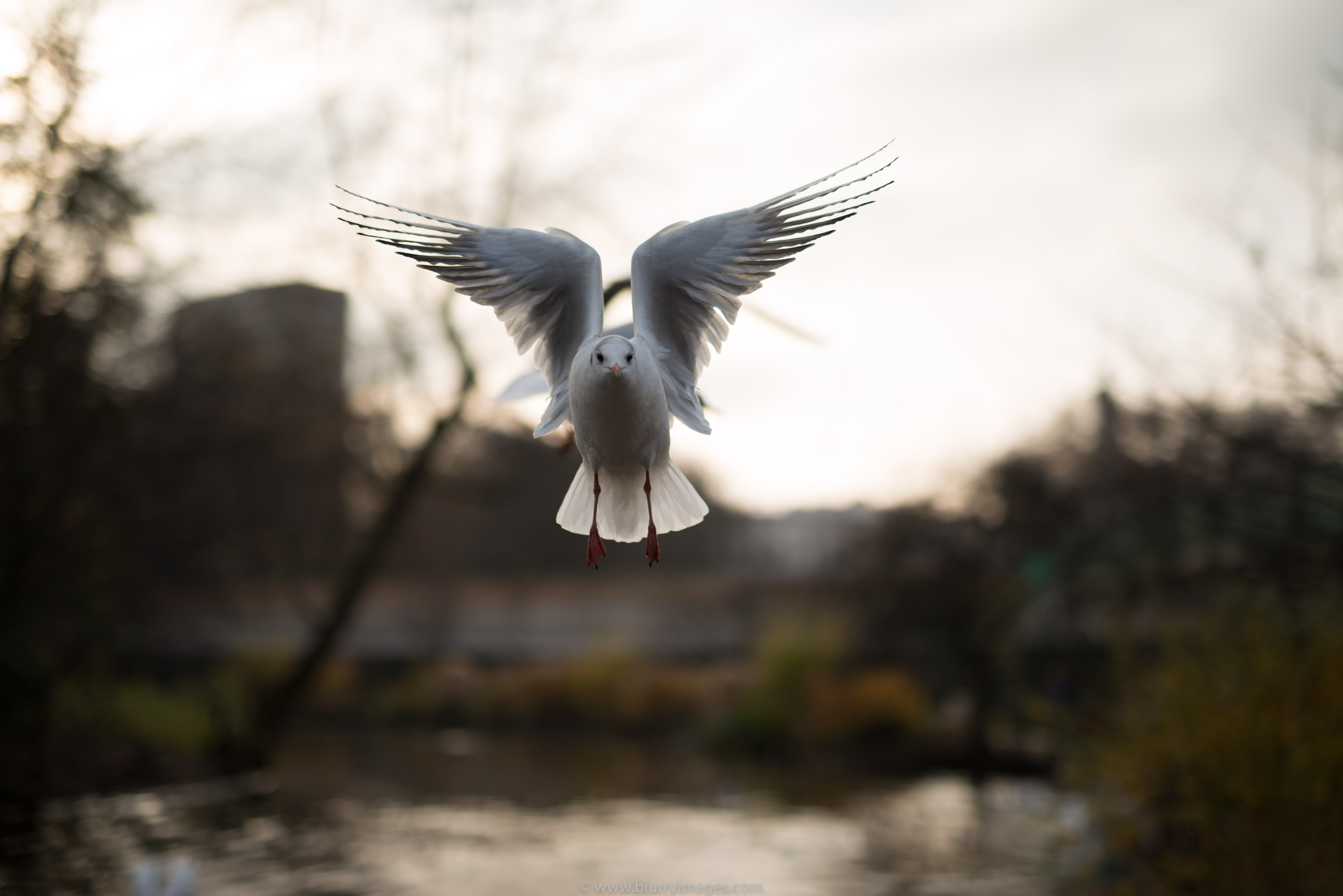 Terns in Kensington Gardens