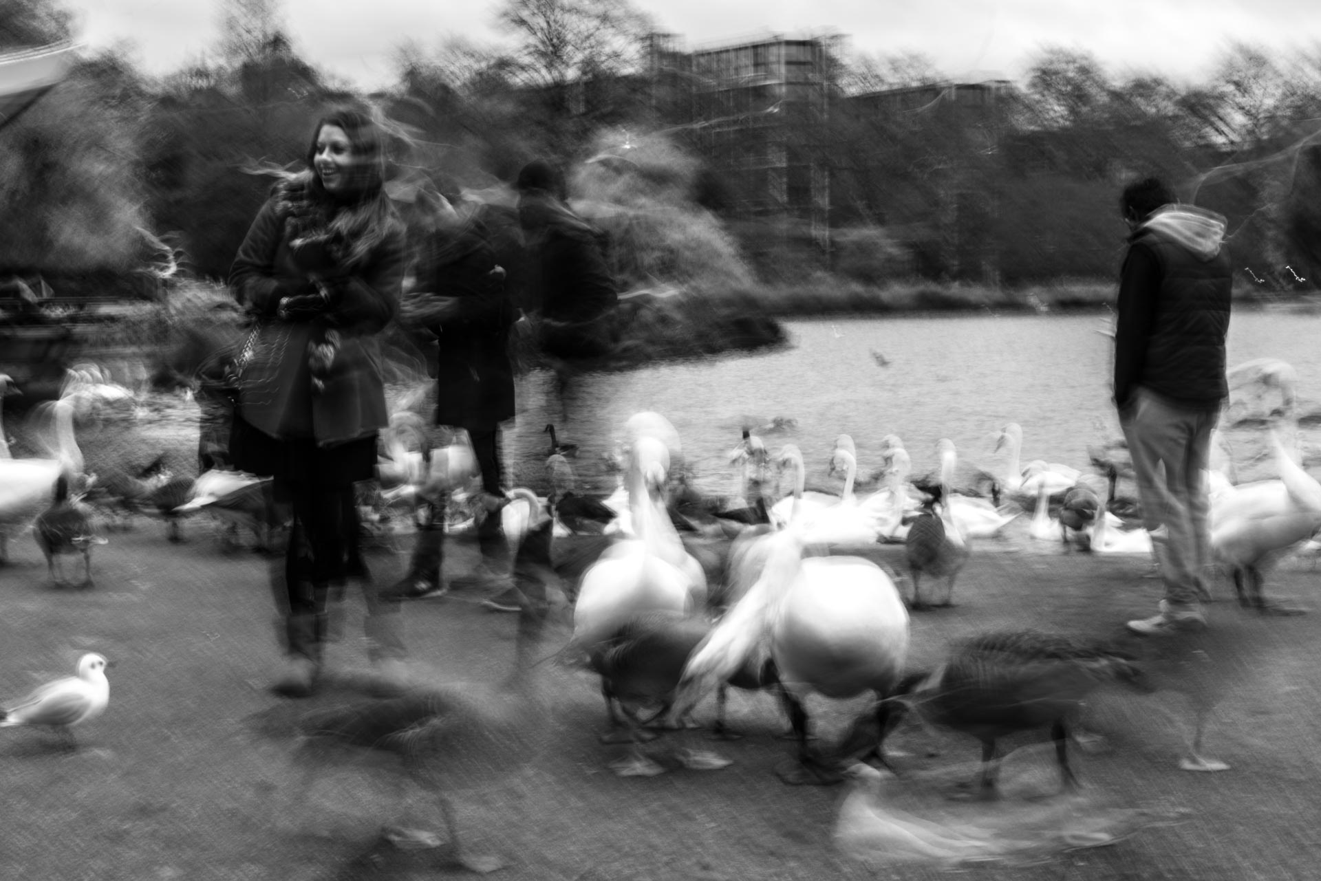 Birds in Hyde Park, Streets, london photography, street photographers, tempest photography, tumblr photography, photography