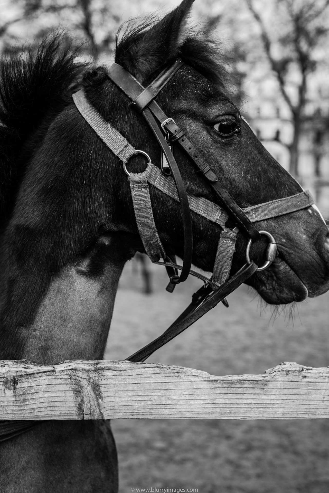 horse, black horse, fence, horse behind the fence, Close-Up, Animal Body Part, Animal Themes, outdoors, one animal