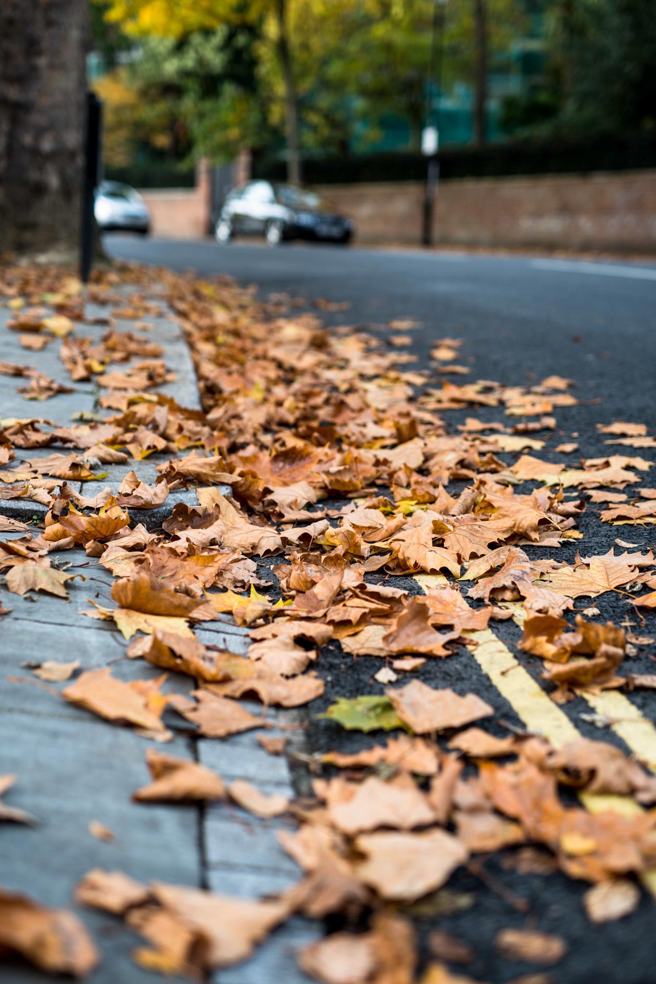 Golden leaves, Streets, london photography, street photographers, tempest photography, tumblr photography, photography