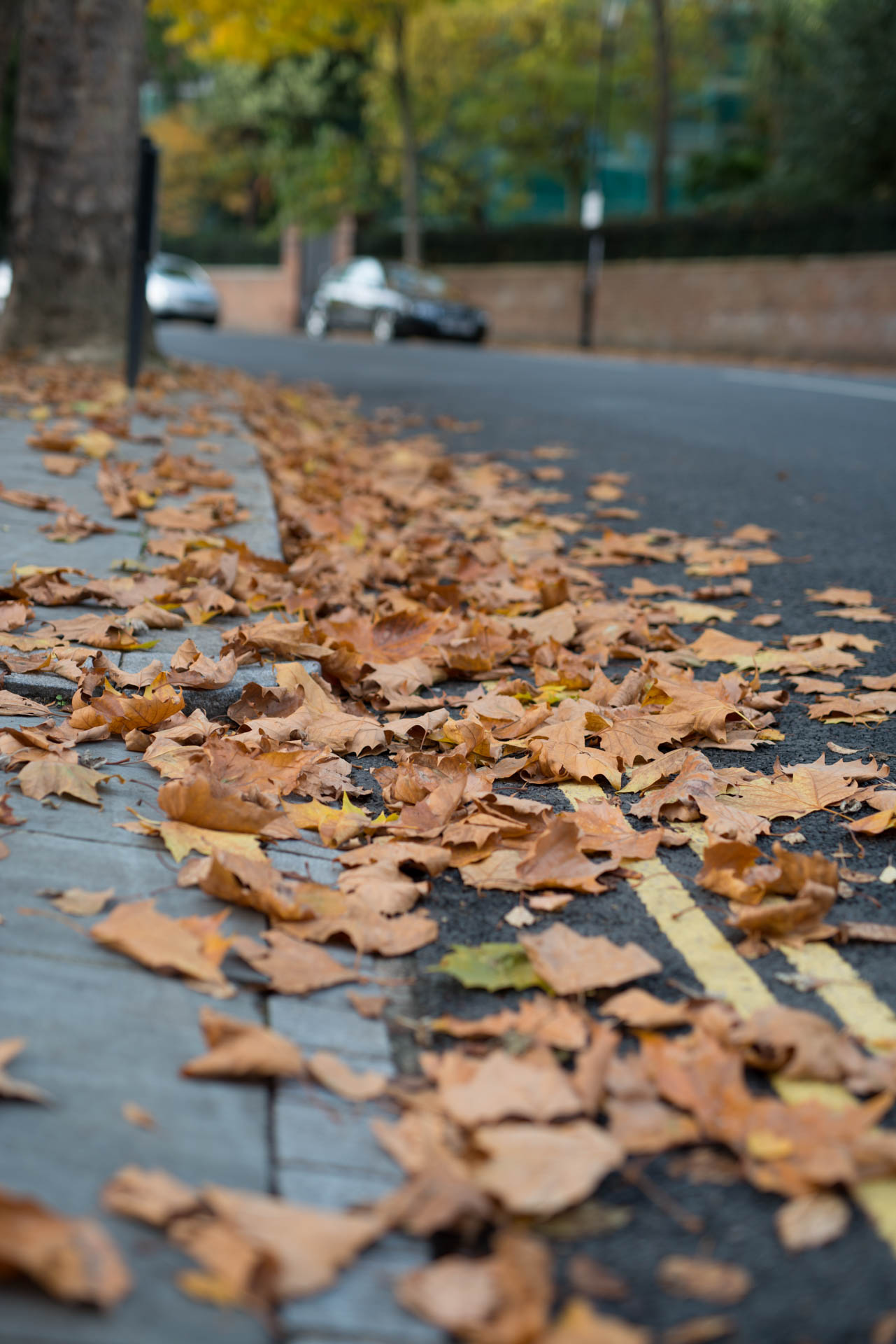 Gold leaves, leaves on the street