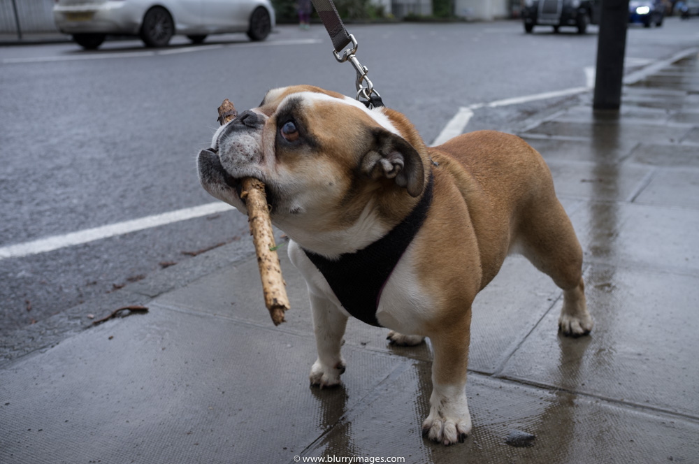 dog on the lead, dog on the walk, dog with a stick, english bulldog, small dog