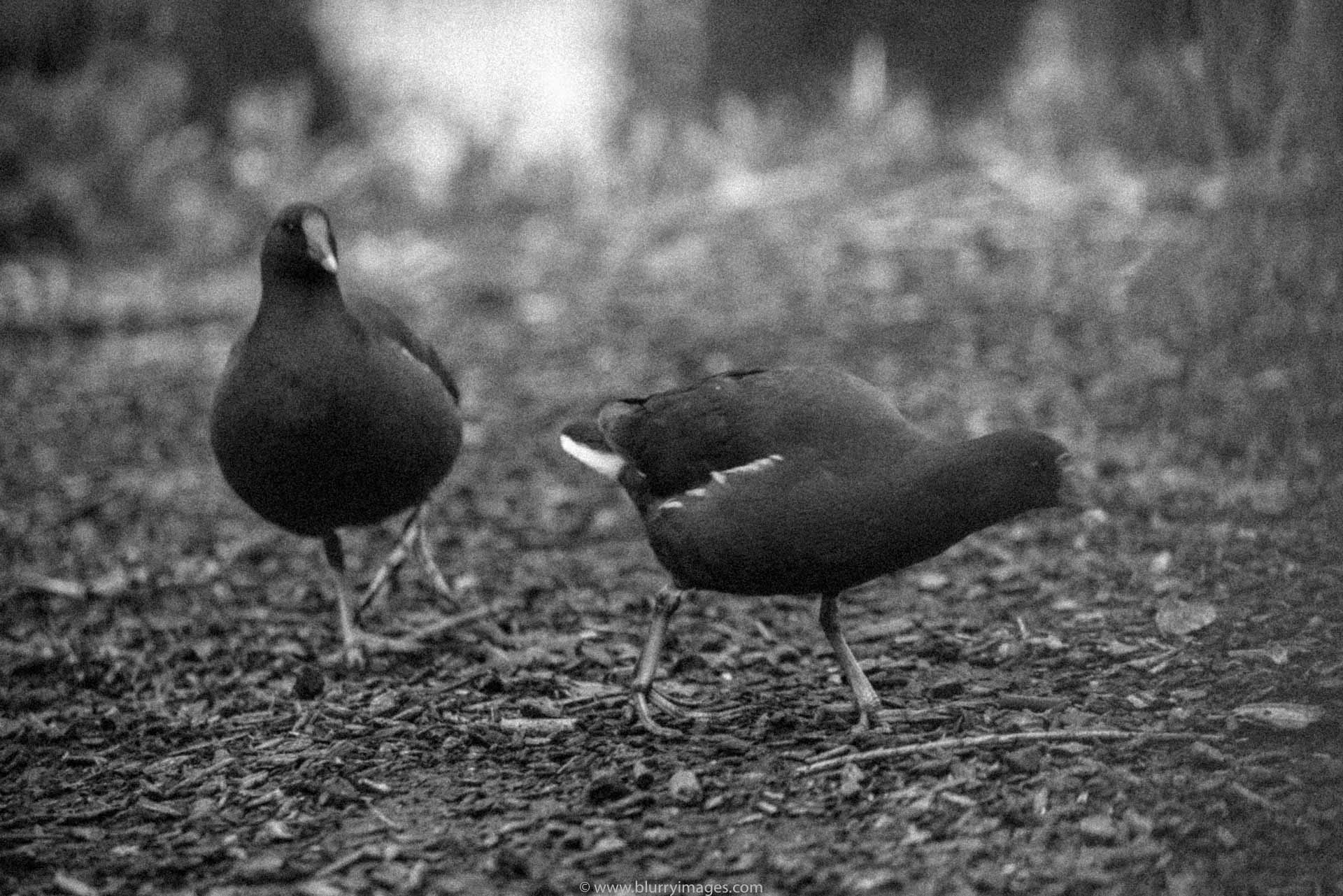 Partridge bird, holland park london, bird partridge, london holland park