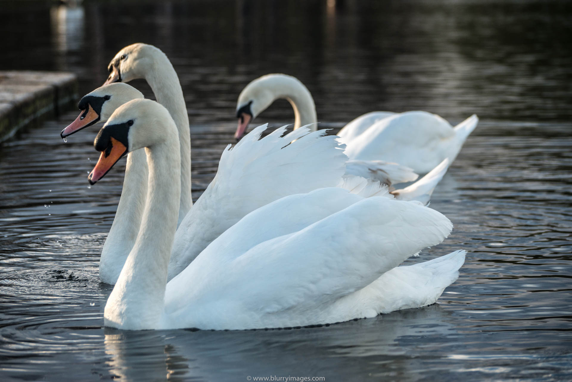 animal pics, animal pic, animals pics, animals pic, swans, swan company, swan website, swan on