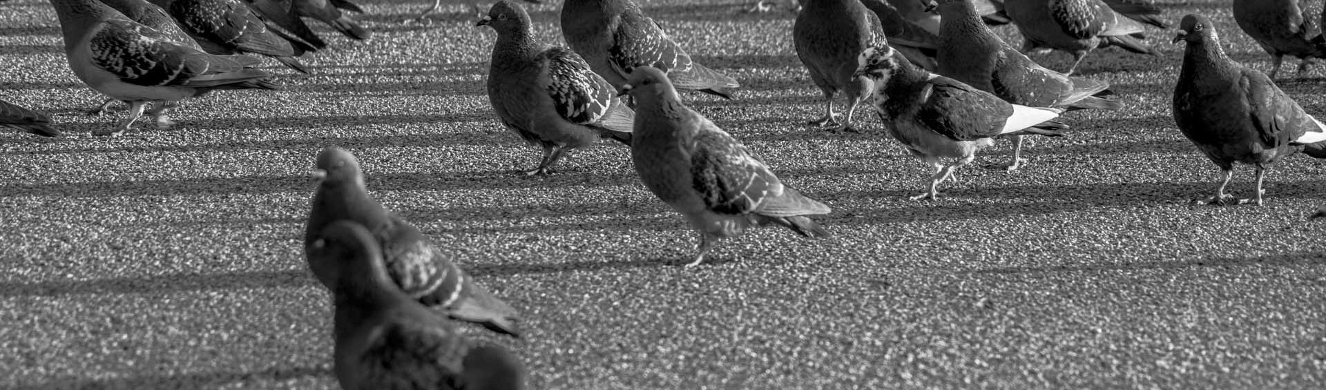 buy homing pigeon, found homing pigeon, home of pigeon league, home pigeon, homing pigeon, homing pigeon colors, homing pigeon facts, homing pigeon identification, homing pigeon races, homing pigeon racing, homing pigeon sale, homing pigeon society, homing pigeons, homing pigeons for sale, homing racing pigeons, pigeon home, racing homing pigeons, white homing pigeons