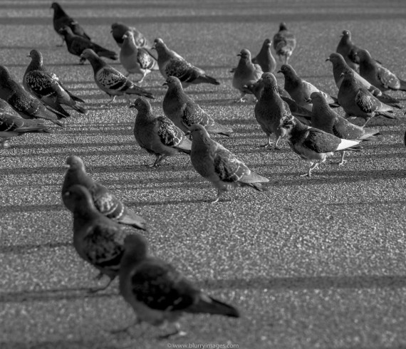 buy homing pigeon, found homing pigeon, home of pigeon league, home pigeon, homing pigeon, homing pigeon colors, homing pigeon facts, homing pigeon identification, homing pigeon races, homing pigeon racing, homing pigeon sale, homing pigeon society, homing pigeons, homing pigeons for sale, homing racing pigeons, pigeon home, racing homing pigeons, white homing pigeons