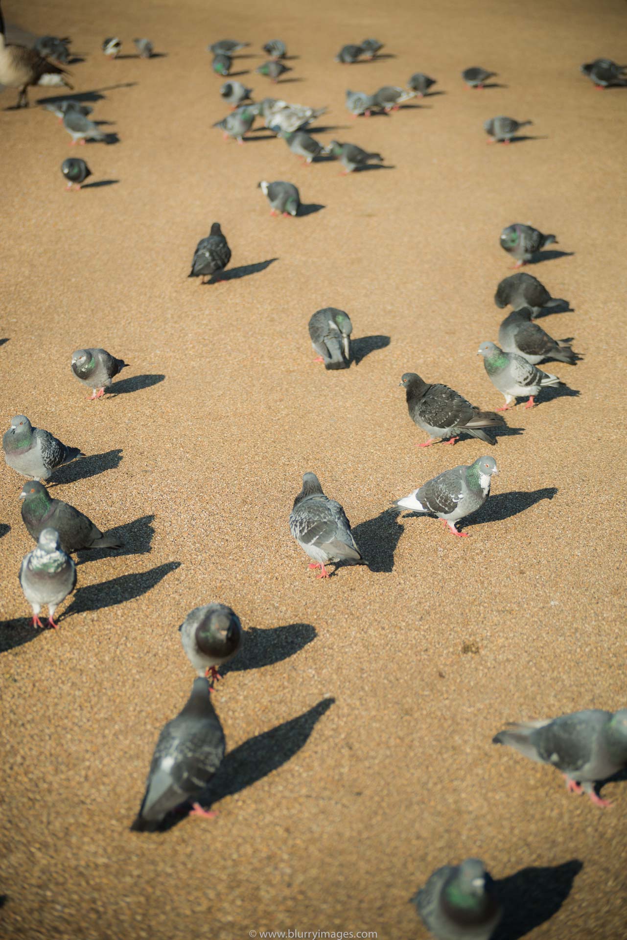 pigeons, feeding pigeons, pigeon bird