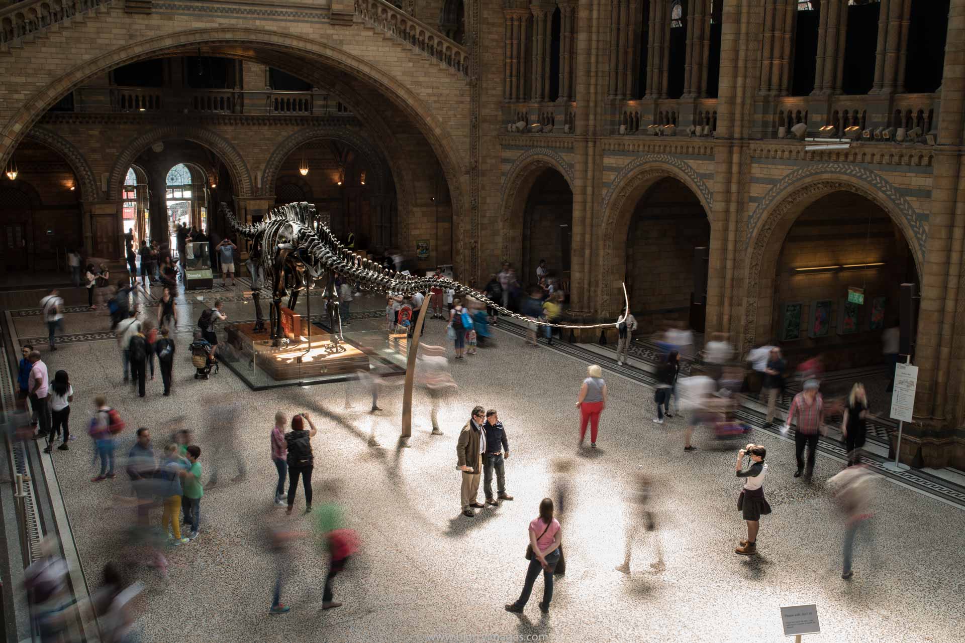 dinosaur's picture, visit in National History Museum