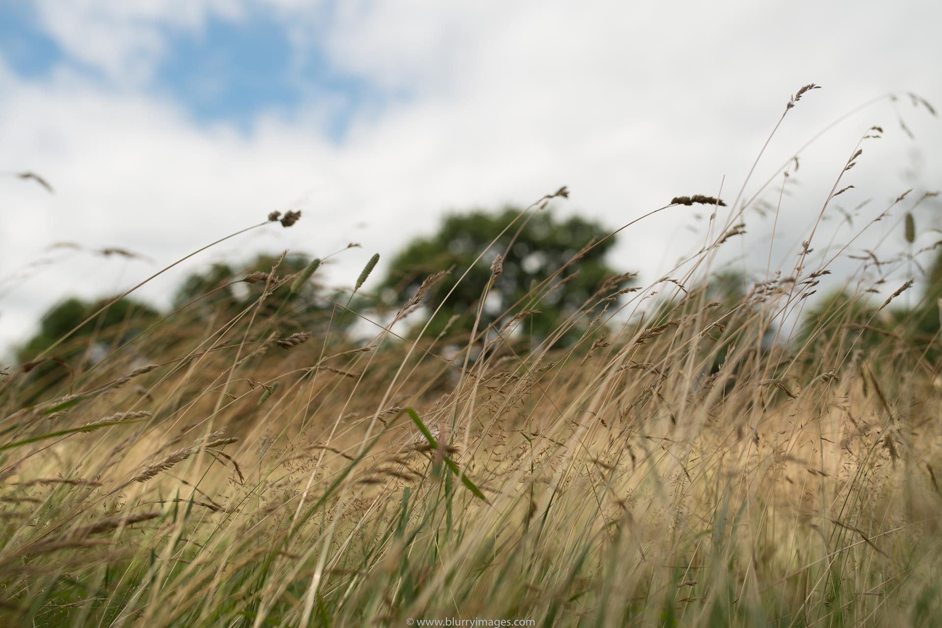 Richmond Park grass