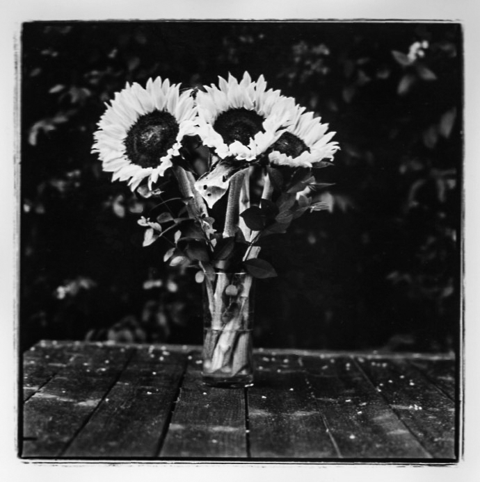 Sunflowers on the garden table.; sunflowers; Kodak tri-x 400; fine art darkroom print
