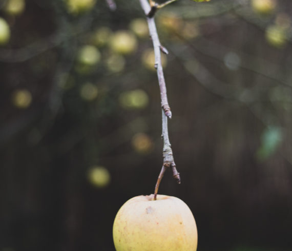 apple, blurry images, garden tree