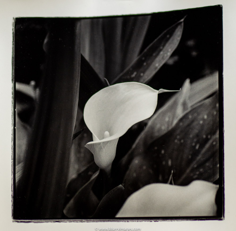darkroom print; black and white pictures, white lilly