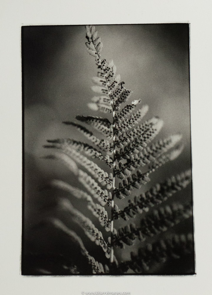 fern leaf, darkroom print, art print, darkroom photography, www.slawekdejneka.com