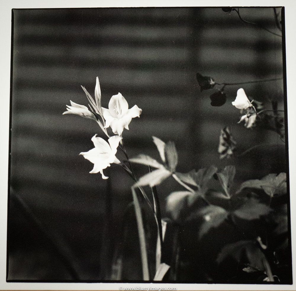 picture with flowers, art print, black and white photography, art print for sale, www.blurryimages.com