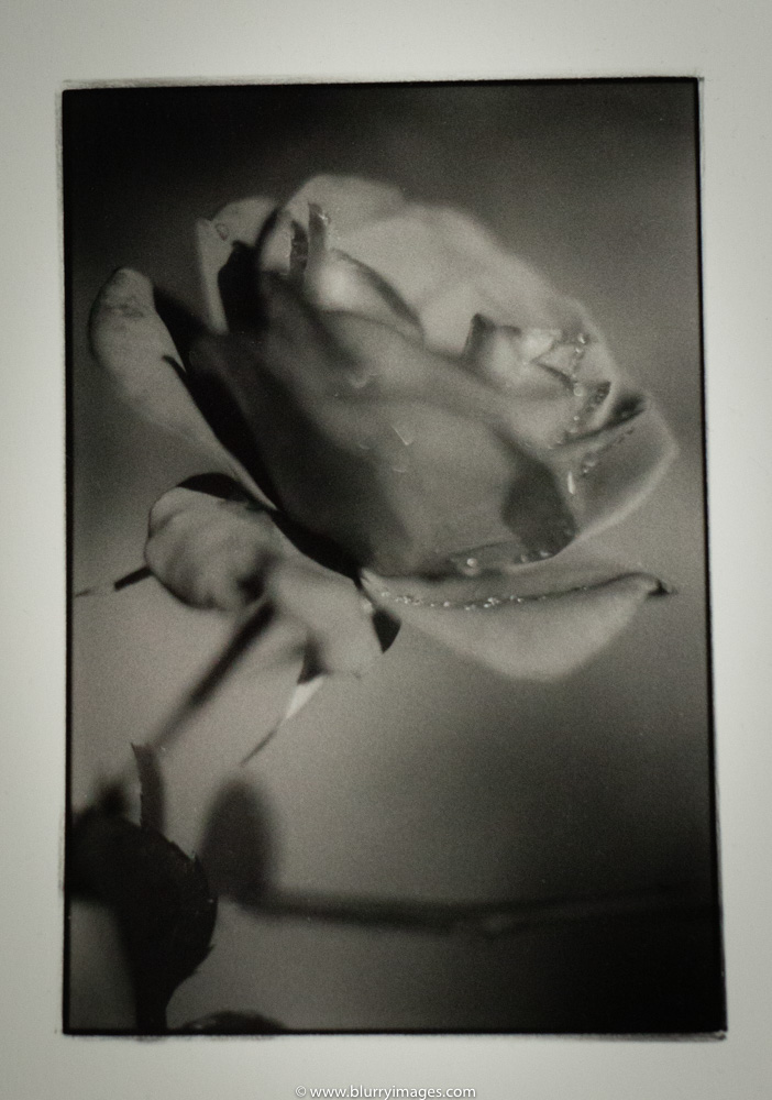 rose, black and white print, art print, www.blurryimages.com, darkroom print